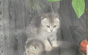 Adorable Kitten Massage