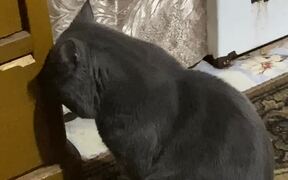 Headphone Stealing Cat Hangs Head in Shame - Animals - VIDEOTIME.COM
