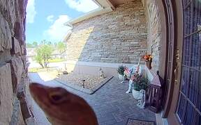 Unexpected Visitor Licks My Doorbell Camera