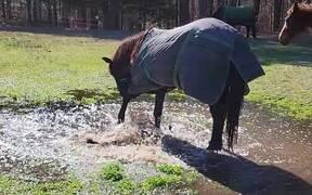 Horse Plays in Muddy Pond - Animals - VIDEOTIME.COM