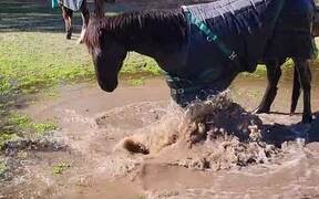 Horse Plays in Muddy Pond
