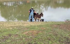 Fisherman Joined by Animal Friends - Animals - VIDEOTIME.COM