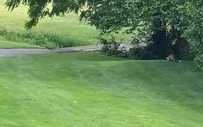 Wild Fox Playing with Golf Ball on Course