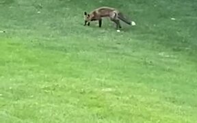 Wild Fox Playing with Golf Ball on Course - Animals - VIDEOTIME.COM