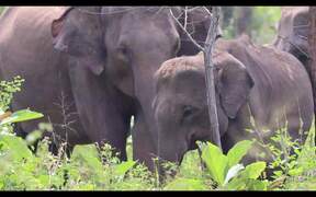 Elephants Family in Minneriya National Park - Animals - VIDEOTIME.COM
