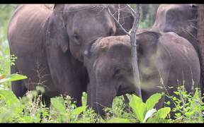 Elephants Family in Minneriya National Park