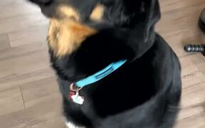 Enzo Learning to Speak Uses Indoor Voice - Animals - VIDEOTIME.COM