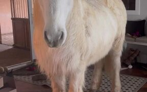 Hrimnir an Icelandic Horse Breaks into House - Animals - VIDEOTIME.COM