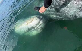 Gray Whale Whiskers - Animals - VIDEOTIME.COM