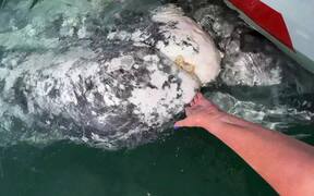 Gray Whale Whiskers - Animals - VIDEOTIME.COM