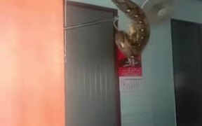 Removing a Massive Snake From Ceiling - Animals - VIDEOTIME.COM