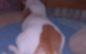 Do Not Disturb the Dog - Animals - VIDEOTIME.COM