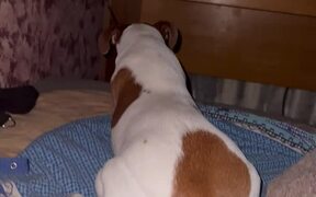 Do Not Disturb the Dog - Animals - VIDEOTIME.COM