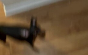 Dog Hops Trying to Find Friend During Hide & Seek - Animals - VIDEOTIME.COM