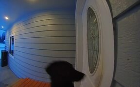 Ding Dong! Doggy Rings the Doorbell - Animals - VIDEOTIME.COM