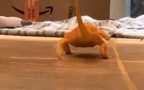 Lizard Slips on the Floor - Animals - VIDEOTIME.COM