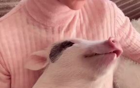 Little Piggy Loves Strawberries