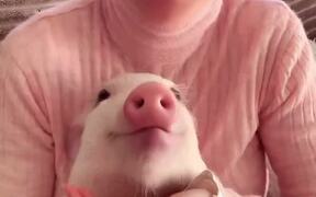 Little Piggy Loves Strawberries