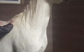 Horse Likes His Back Scratch - Animals - VIDEOTIME.COM