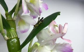 Orchid Catches an Insect