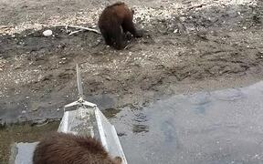 Curious Cubs Investigate Man in Hammock - Animals - VIDEOTIME.COM