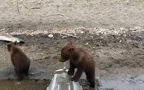 Curious Cubs Investigate Man in Hammock