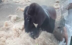 Boston Zoo Gorilla Attacks - Animals - VIDEOTIME.COM