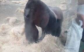 Boston Zoo Gorilla Attacks