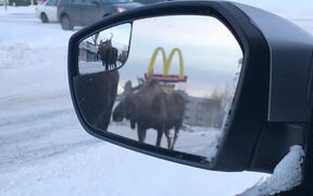Moose Moseying Down the Median - Animals - VIDEOTIME.COM