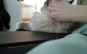 Cuddly Kitty Prefers Pets over Owner's Laptop