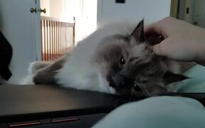Cuddly Kitty Prefers Pets over Owner's Laptop - Animals - VIDEOTIME.COM
