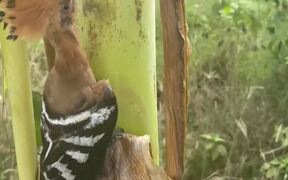 Bird Gets Beak Stuck in Banana Tree - Animals - VIDEOTIME.COM