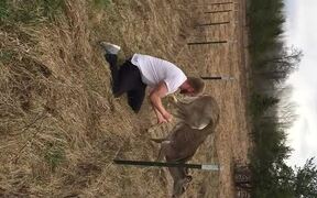 Saving a Deer Stuck on Barbed Wire Fence