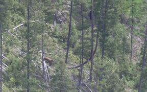 Bear Races to Defend her Cub Against Other Bear - Animals - VIDEOTIME.COM