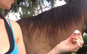 Horse Reacts to First Taste of Sugar Cubes - Animals - VIDEOTIME.COM