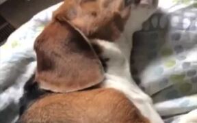 Dog Wakes up from Night Terror - Animals - VIDEOTIME.COM