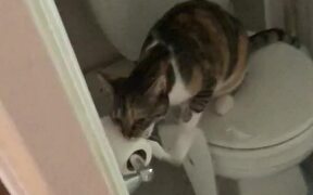Hungry Cat Caught Destroying Toilet Paper - Animals - VIDEOTIME.COM