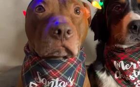 Adorable Dogs Pose For Camera - Animals - VIDEOTIME.COM