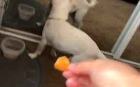 Silly Dog Totally Forgets How A Mirror Works - Animals - VIDEOTIME.COM