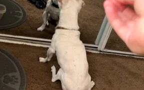 Silly Dog Totally Forgets How A Mirror Works