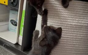 Foster Kittens Playing With Each Other