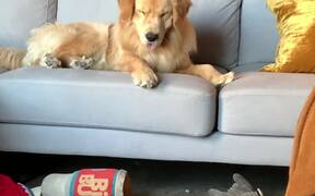 Dog Throws A Hissy Fit After Losing His Toy - Animals - VIDEOTIME.COM