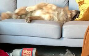 Dog Throws A Hissy Fit After Losing His Toy
