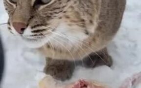 Bobcat Makes Creepy Sounds While Enjoying Her Food