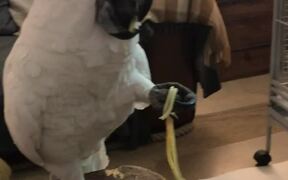 Spaghetti-loving Cockatoo Takes His Sweet Time - Animals - VIDEOTIME.COM