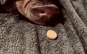 Irresistible Smell Of Treat Wakes Piggy Up - Animals - VIDEOTIME.COM