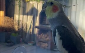 Parrot Starts Sunday With Cute Singing - Animals - VIDEOTIME.COM