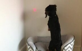 Dog Tries to Chase Down Moving Red Laser Dot - Animals - VIDEOTIME.COM