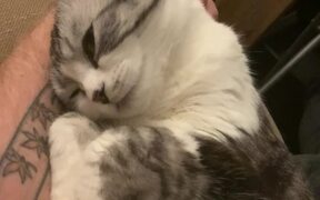 Adorable Cat Loves Getting Petted While Chilling
