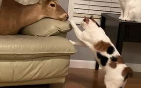 Cats Want To Find Out More About The Deer Head - Animals - VIDEOTIME.COM